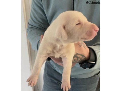 Albino doberman yavrularımız almanyadan ithal üst kalite
