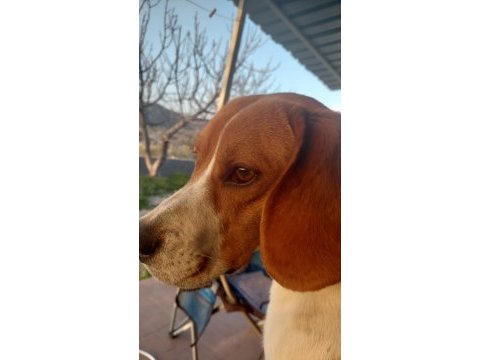 2 yaşında sağlıklı erkek beagle sahiplendirilecek