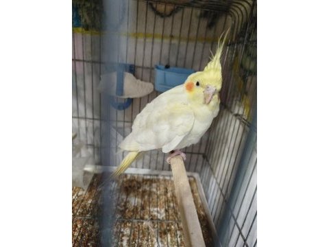 Erkek sultan papağanı 11 aylık