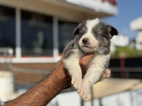 Show kalite border collie rezerveye açık