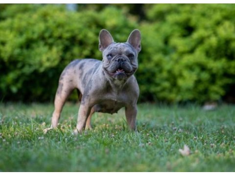 Renkli gözlü ırk garantili french bulldog yavrularım