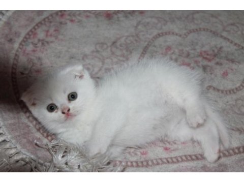 Safkan beyaz scottish fold yavrularımız