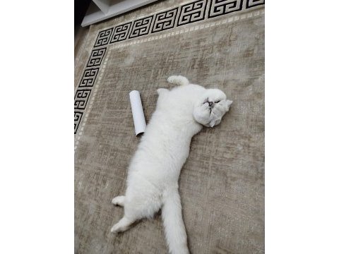 Scottish fold chippi iç dış parazitleri düzenli yapıldı