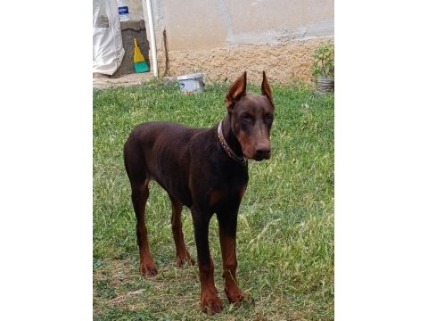 A scr şampiyon soy doberman