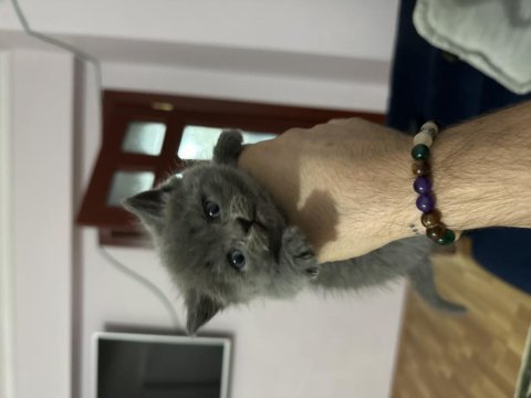 British shorthair yavruları