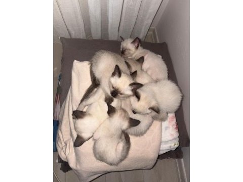 Orjinal siyam kedileri