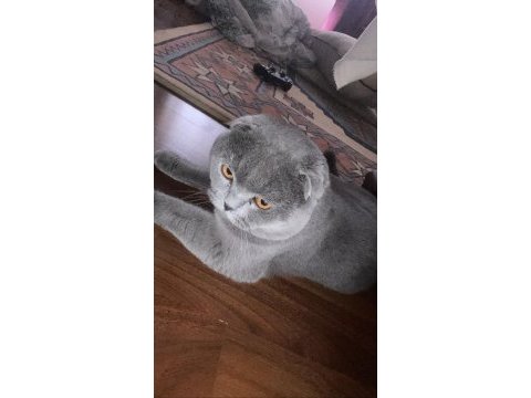 Scottish fold 8 aylık