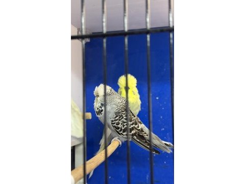 Üst vasıf eşe hazır şhow jumbo çift muhabbet kuşu