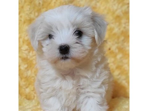 Badem şekerleri maltese köpekler