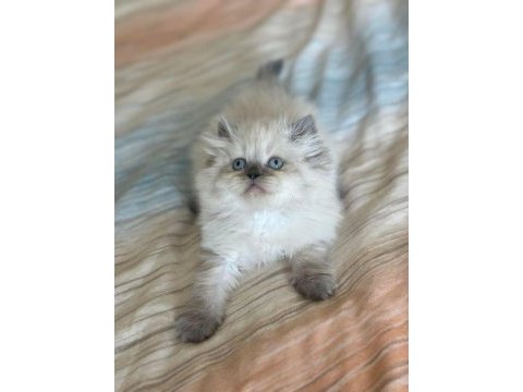 Özel top kafa blue point british longhair anne baba şecereli