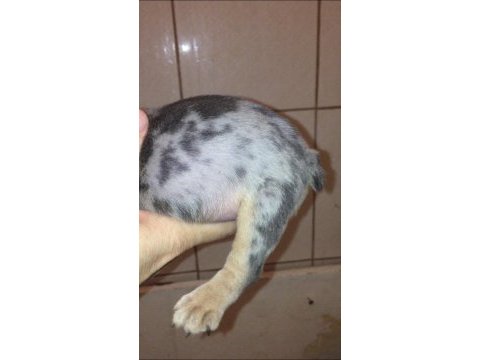 Dişi merle tan anatomi harikası french bulldog