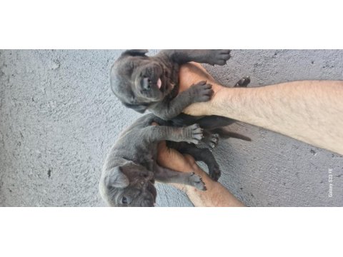 Cane corso köpeği