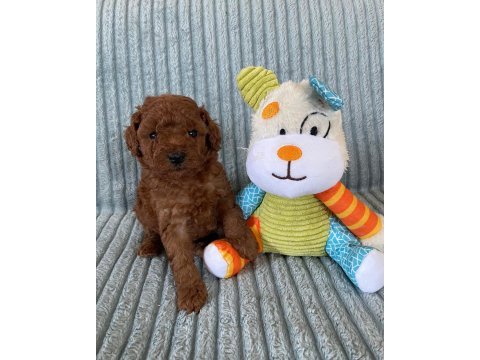 Poodle tüy dökme derdi yok bolca sevgi var