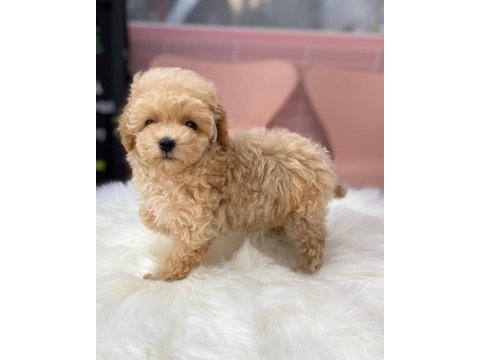 Efsane maltipoo yavruları