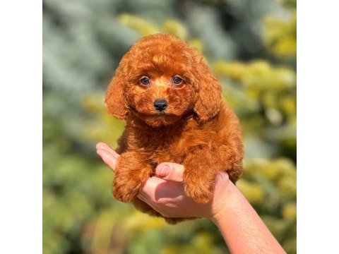 Erkek toy poodle tarçınımız