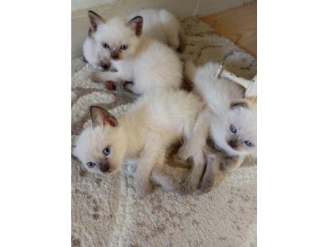 Scottish fold ve siyam yavruları