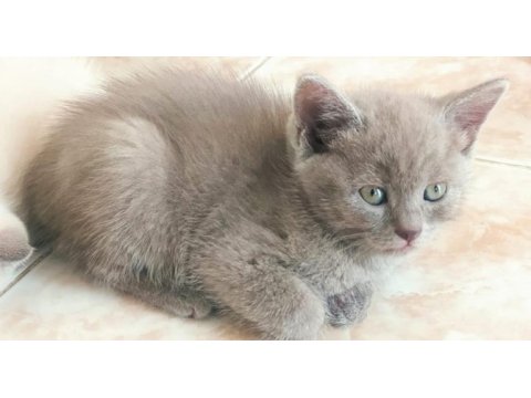 British shorthair minnaklar