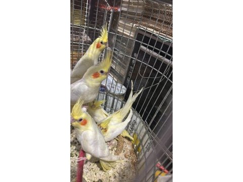 Yeme düşen bebek sultan papağanları