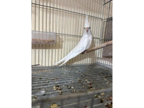 Kusursuz damızlık albino erkek sultan papağanı