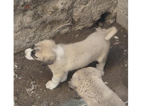 Çift harika kangal yavrusu