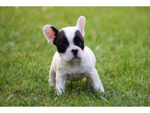 Fransız bulldog yavrular