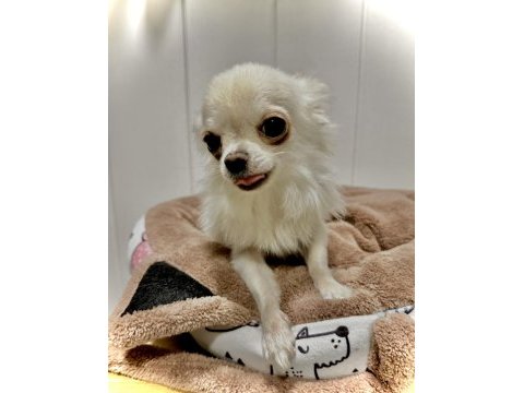 Micro chihuahua