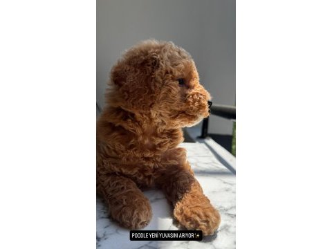 Tr nin en uygun poodle yavrusu