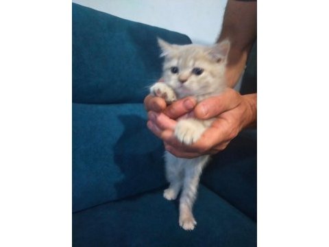 Scottish fold yavrular