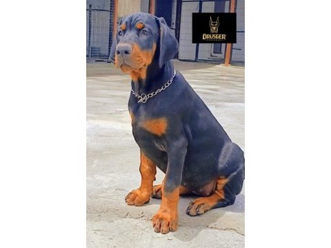 3.5 aylık a şecereli kaliteli doberman yavrular