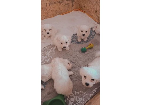 Yavru maltese terrier