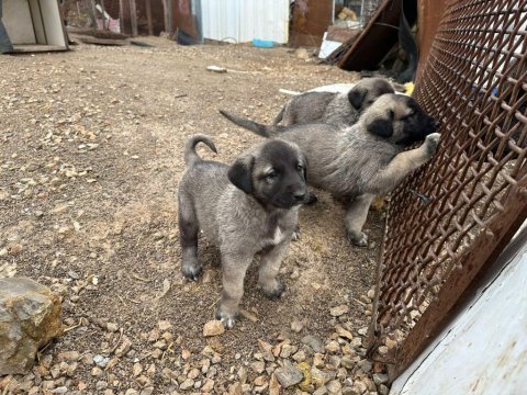 Harika safkan kangal yavrular