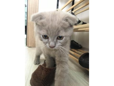 Lilac yavrularımız scottish fold