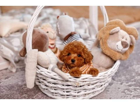 Toy poodle yavruları 
