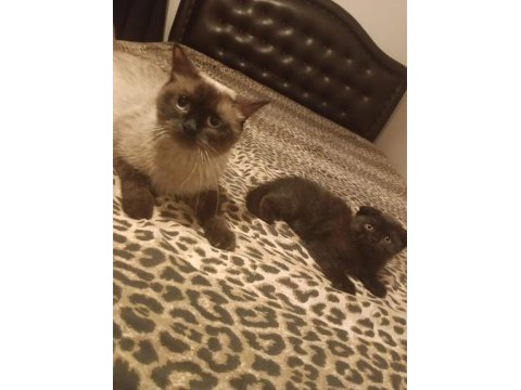 Scottish fold bebişler yeni yuvalarını arıyor