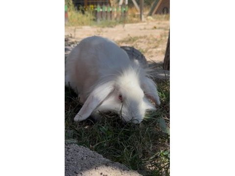Lop tavşanı
