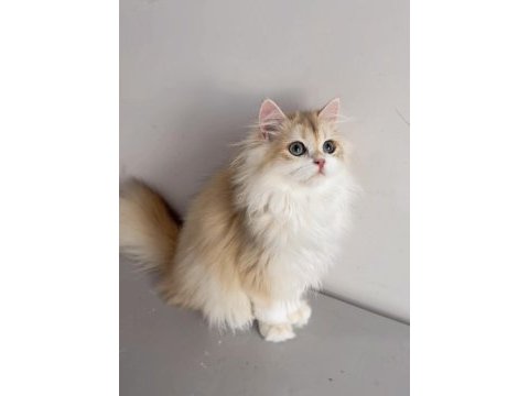 British longhair 5 aylık erkek