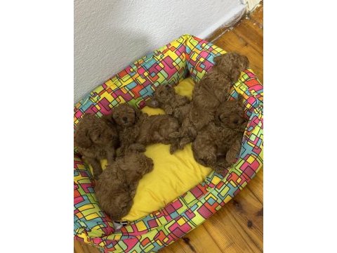 Teacup toy poodle