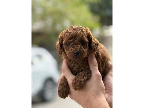 Tatlı toy poodle bebeklerim
