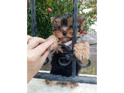 Yorkshire terrier yavrular