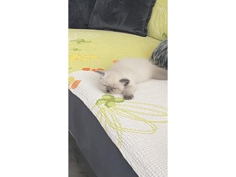 Safkan british shorthair paşa