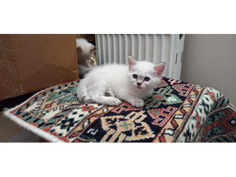 British shorthair lynx point erkek kedimiz