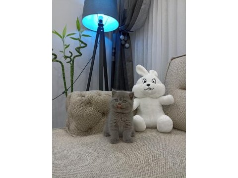 Ayı surat british shorthair