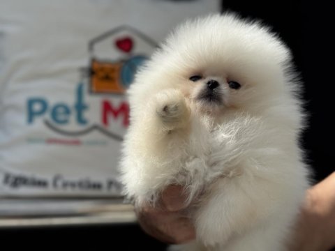 Çok özel show kalite pomeranian lar petmode den