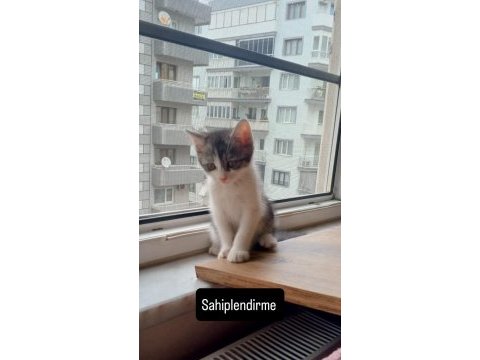 Ücretsiz dişi scottish fold kedimiz