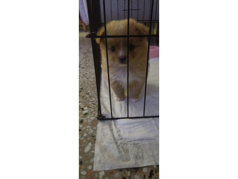 Pomeranian dişi mikro imperium
