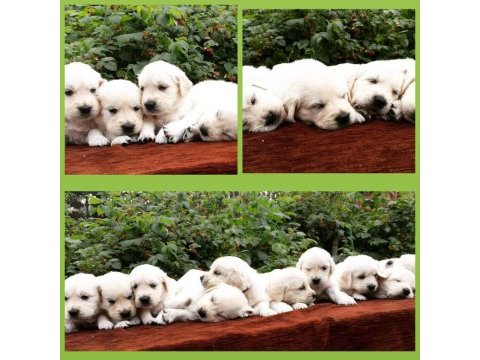 Golden retriever kapıda ödeme hizmetimiz vardır