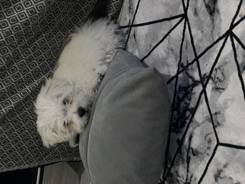 Maltese terrier köpeğimiz