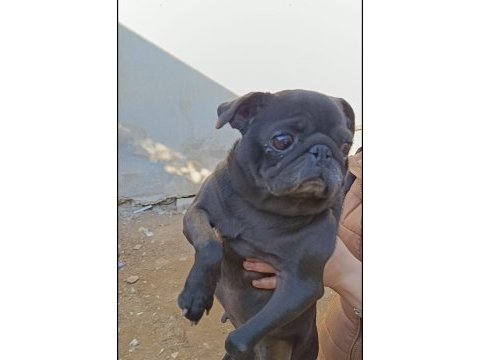 Pug damızlık dişi erkek