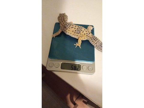 1 yaşında dişi leopar gecko