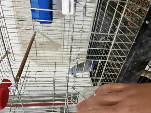 Kaçmaz fırsat erkek forpus papağanı